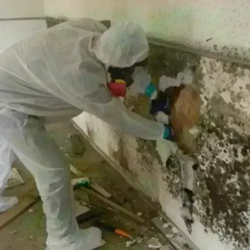 Mold Remediation and Removal in Burnsville, MN